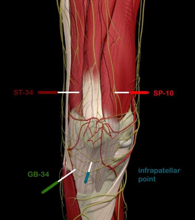 cutaneous nerve of thigh ST-34 lateral