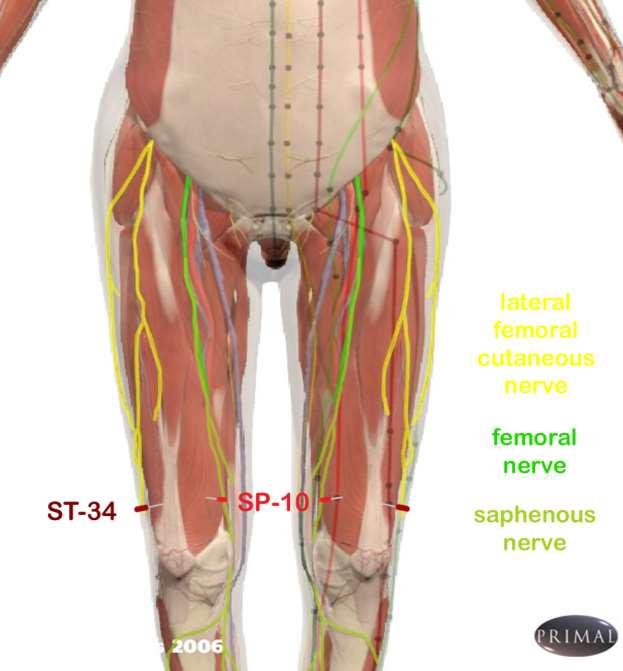 Relationship of Lateral Femoral Cutaneous Nerve, Femoral Nerve, and