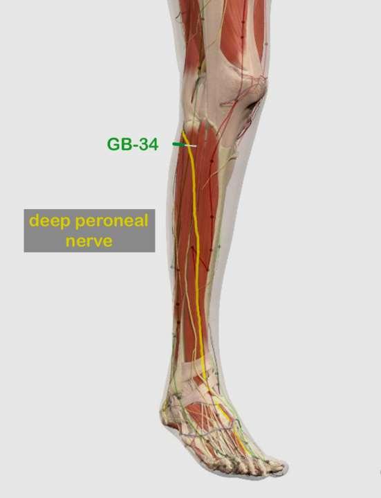 Relationship of Peroneal