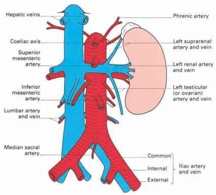 vein that goes to the liver for the processing of the absorbed substances. The waste products of the liver drain into the hepatic veins, which in turn drain into the inferior vena cava.