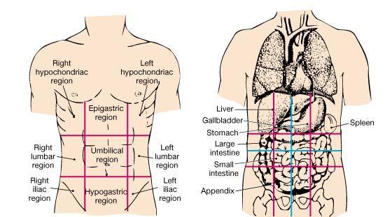 Divisions of the Abdomen: ~The abdomen is divided into 9 areas, and each area is occupied with one or more certain organs. ~When a Dr.