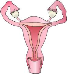 Uterus Ovaries Fallopian Tubes The female reproductive Vagina organs are located in the pelvis between the urinary bladder and the rectum. The ovaries have two main functions.