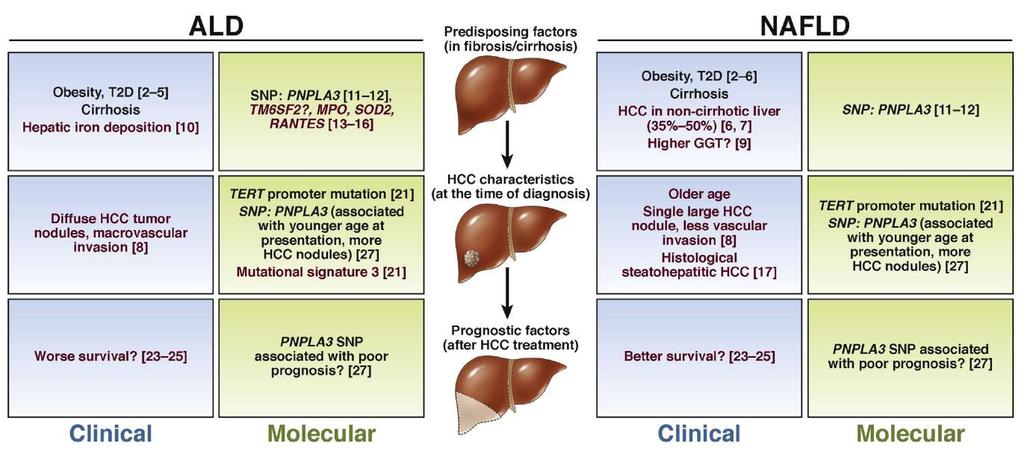 Common and unique features of and NAFLD in HCC Goossens &