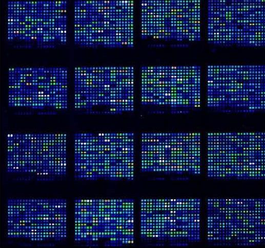 In-vitro Efficacy Data: ACB Bio-Chelate 5 PF DNA Microarray Benefits Enhances barrier function Provides