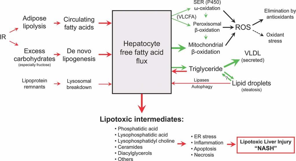 Lipotoxicity is a key factor in liver