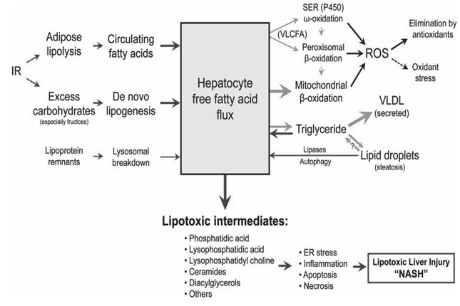 Lipotoxicity Model of Pathogenesis Our understanding of what causes NASH at the molecular level is still nascent Lipotoxicity Model of Pathogenesis Evidence now points to free fatty acids and their