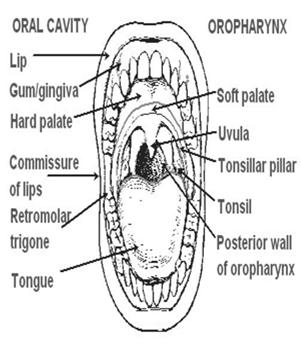 Anatomy-Lip and Oral Cavity Gingiva (gums) Upper gingiva Lower gingiva Retromolar (area behind the