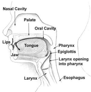 and Oral Cavity Floor of mouth Horseshoe-shaped area under the tongue, between the lower jaw bones