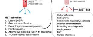 Met Skipping METex14 activates oncogenic signaling and is a potential MET targeting therapy cancer genomic predictive biomarker.