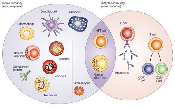 Innate vs Adaptive Immune Components There