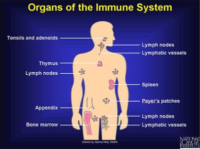 FUNCTIONS OF THE IMMUNE SYSTEM: Recognize, destroy and clear a diversity of pathogens.
