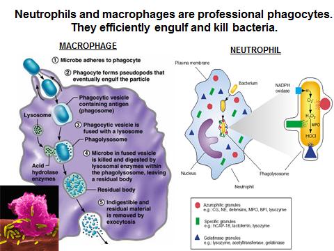 Monocytes and neutrophils are phagocytes in the blood that can rapidly be recruited to