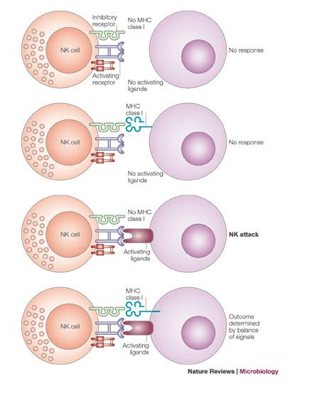 The functional activity of NK cells is regulated by a balance between signals from activating and inhibitory receptors [10].