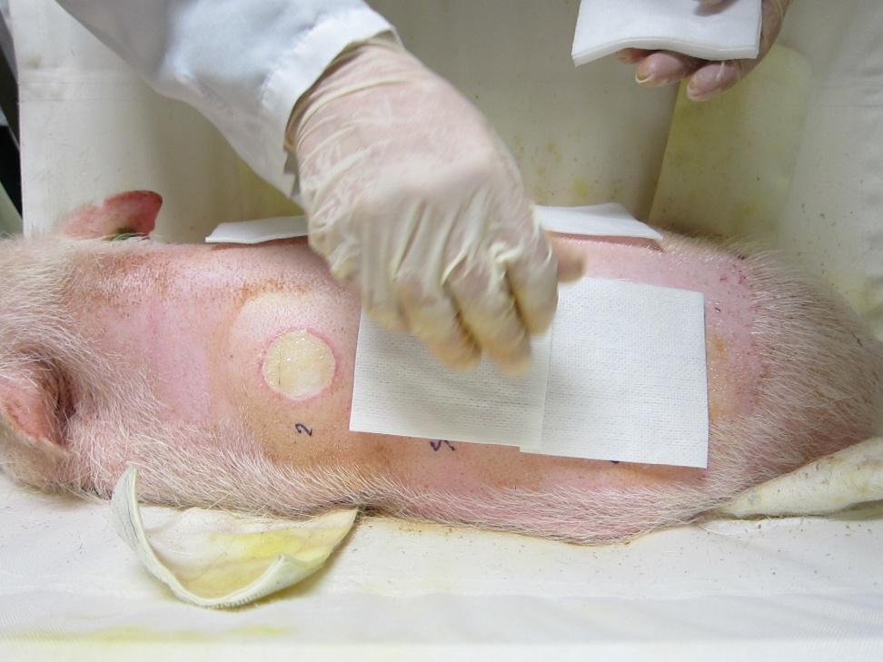 Pig receives appropriate anesthesia, post operative