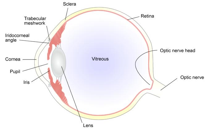 www.eyesurgeonlondon.co.uk Primary Angle Closure Glaucoma What is Glaucoma? Glaucoma is a condition in which there is damage to the optic nerve.