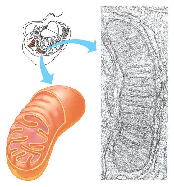 Intermembrane space Mitochondria: harvest chemical energy from food: carry out cellular respiration uses the chemical