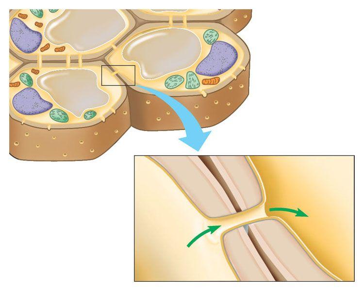 Cell surfaces: protect, support, and join cells interact via their surfaces Plasma membrane Plant cells Are supported by rigid cell walls made largely of cellulose