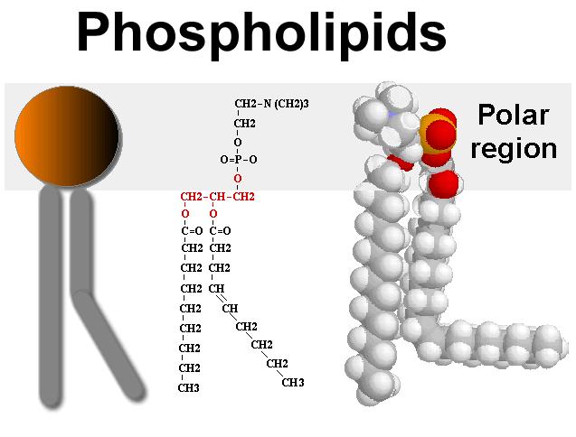Structure Double Layer of phospholipids Head (polar) hydrophiliclikes water - Charged
