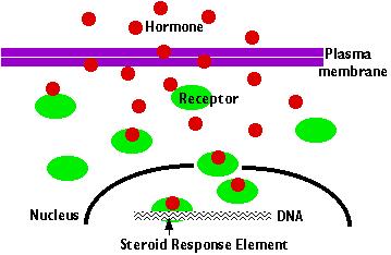 Chemical Signals and the Cell Membrane Membrane secretes molecules and