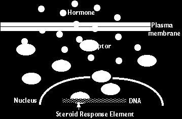 Intracellular Receptor Molecule (small, nonpolar) crosses membrane and