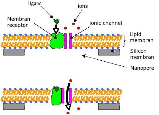 Membrane Receptor Molecules that can not cross the membrane will bind to a receptor in the membrane The