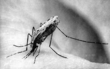 Malaria Aetiology: P.