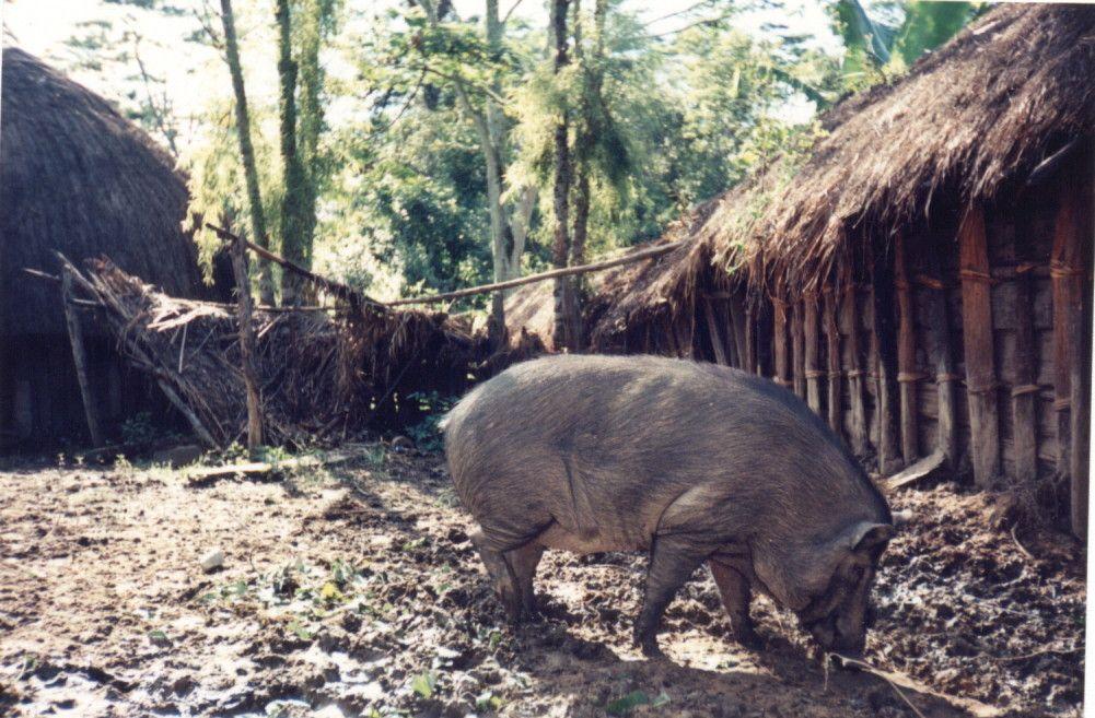 Pig, intermediate
