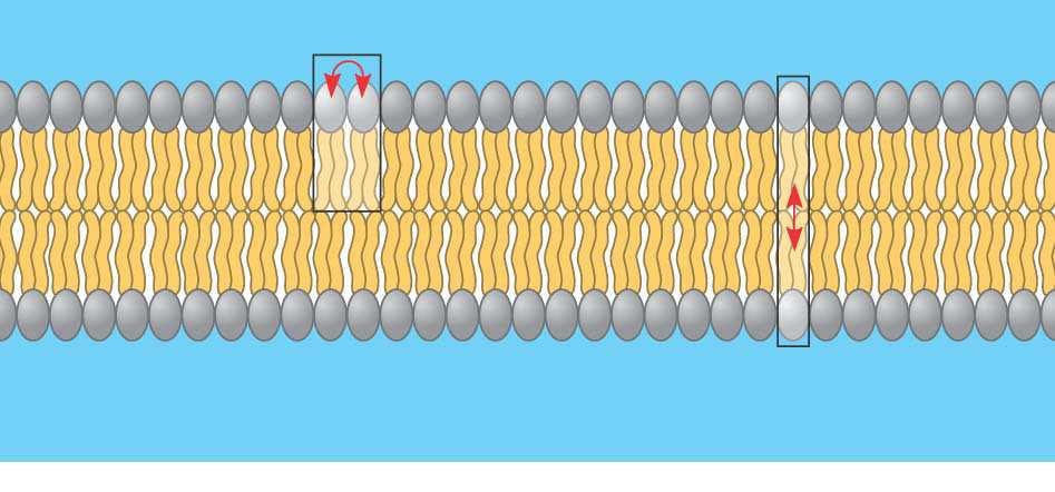 Extracellular The fracture plane often follows the hydrophobic interior of a, layer splitting the phospholipid bilayer into two separated layers.
