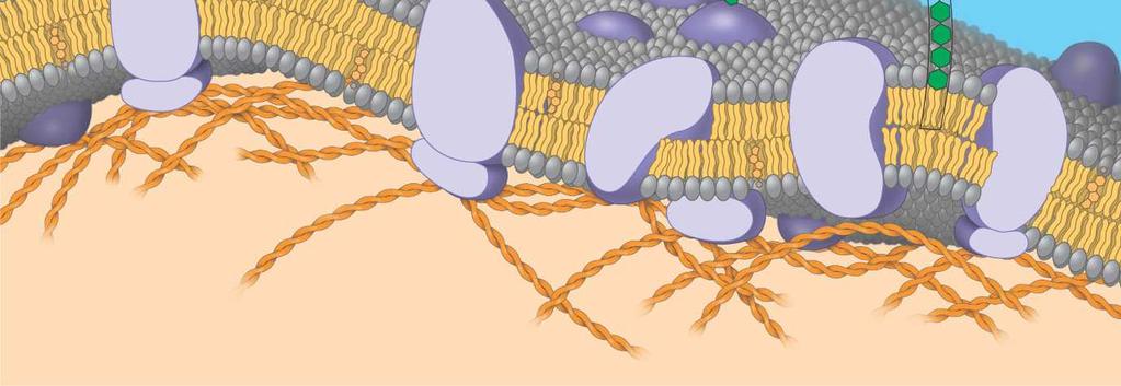 7 Microfilaments of cytoskeleton Cholesterol Peripheral
