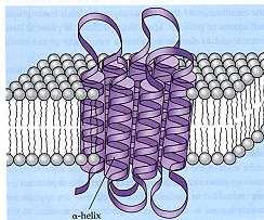 Proteins Structure of trans protein Functions of Trans