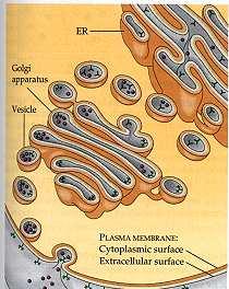 Functions of Trans Proteins Signal Transduction Intercellular Joining Example: Hormone Receptor Example: Tight Junction
