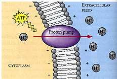 Solute (b) A carrier protein alternates between two conformations, moving a solute across the as the shape of