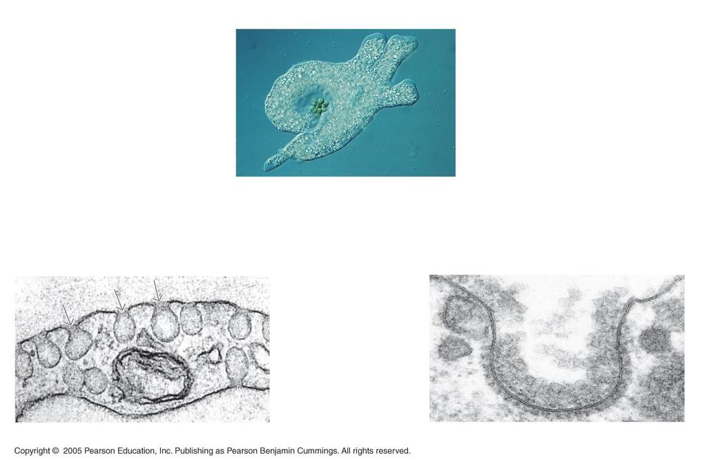 LE 5-19c Pseudopodium of amoeba Food being ingested Phagocytosis Plasma membrane