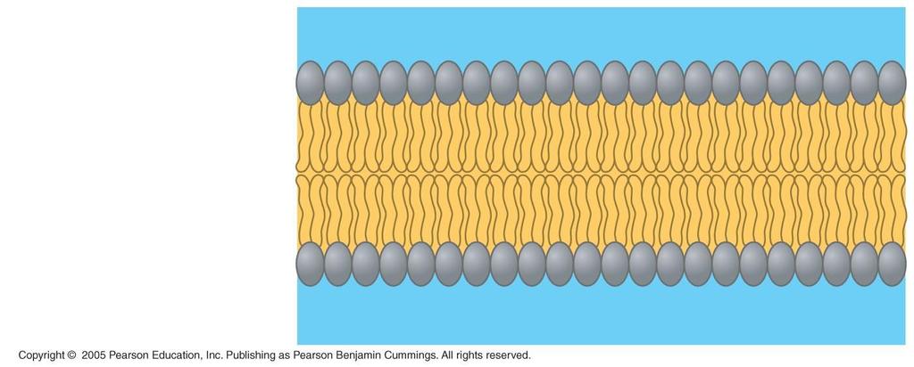 In membranes, phospholipids form a bilayer Two-layer sheet Phospholipid heads facing outward and tails facing inward Selectively permeable Polar