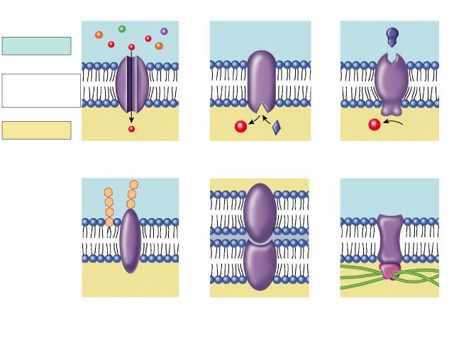 Many Functions of Membrane Proteins Outside Plasma membrane Inside Transporter Enzyme activity