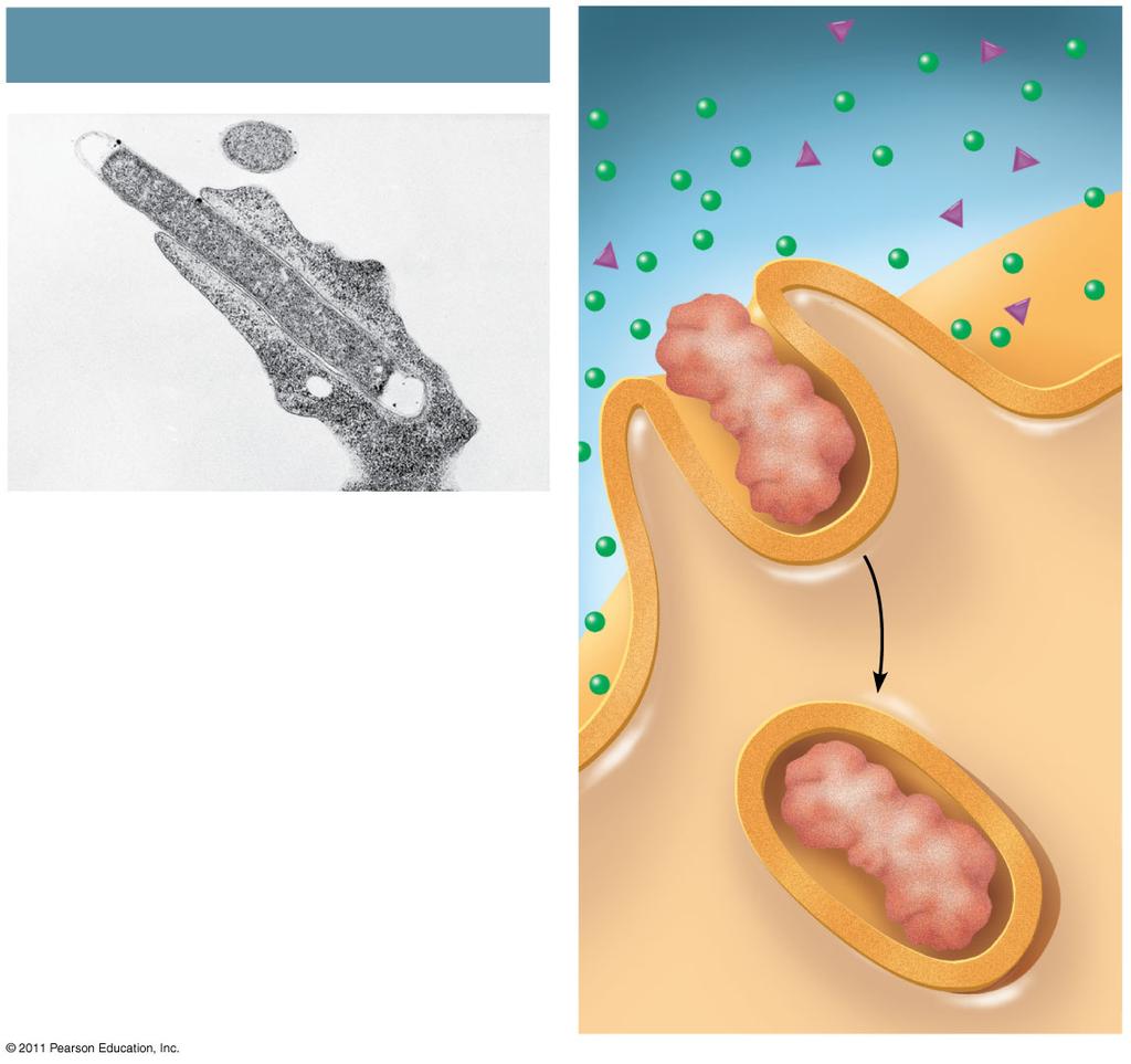 to digest the particle Animation: Exocytosis and Endocytosis Introduction Animation: hagocytosis In pinocytosis, molecules are taken up when extracellular fluid is gulped into tiny vesicles In
