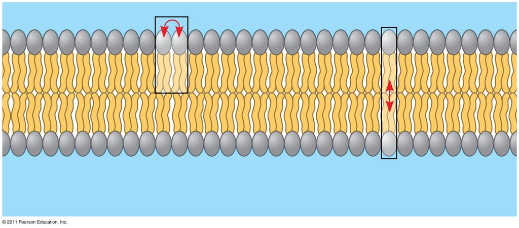 drift laterally Rarely does a molecule flipflop transversely across the membrane Inside of cytoplasmic layer Figure 7.