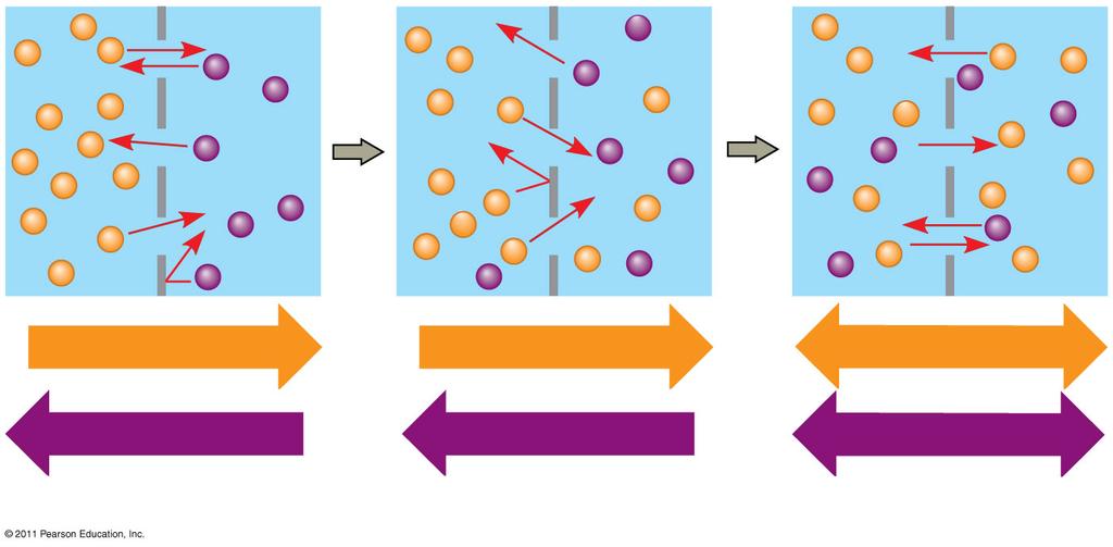 population of molecules may be directional At dynamic equilibrium, as many molecules cross the membrane in one direction as in the other (a) Diffusion of one solute Equilibrium Animation: Membrane
