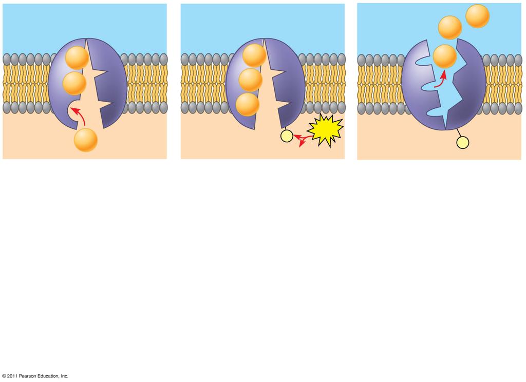 transport is performed by specific proteins embedded in the membranes Animation: Active Transport Figure 7.