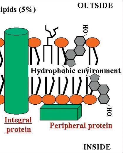 MEMBRANE PROTEINS o Integral proteins extend into and across the entire lipid bi-layer among the fatty acid tails of the
