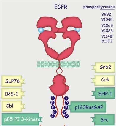 NEG Phosphorylation of ERB2 Genomic Results Notable Findings Overexpressed: SRC, DCK, EGF
