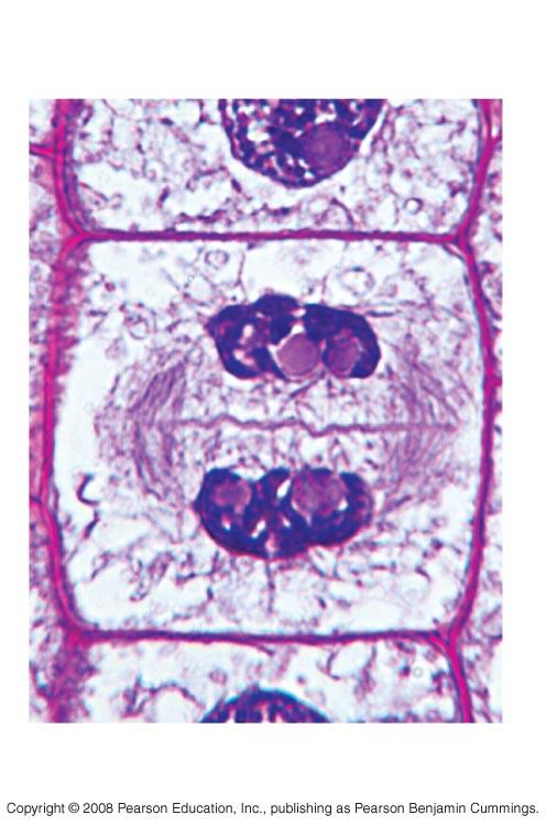 Cell plate 10