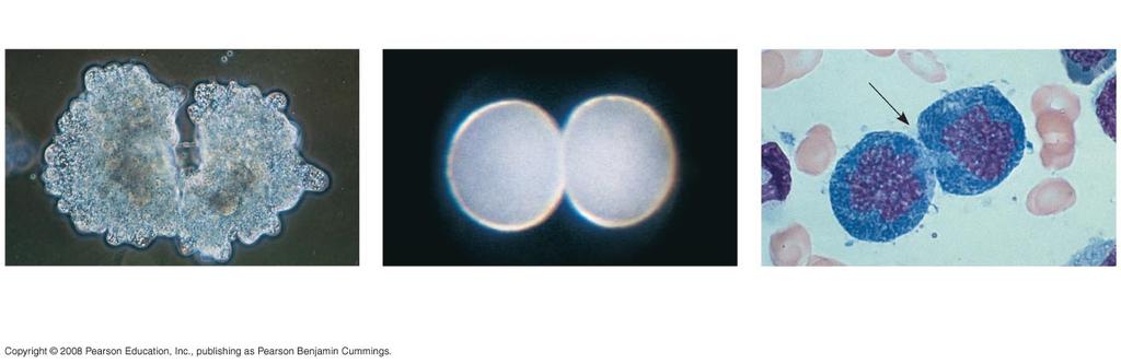 100 µm 200 µm 20 µm (a) Reproduction (b)