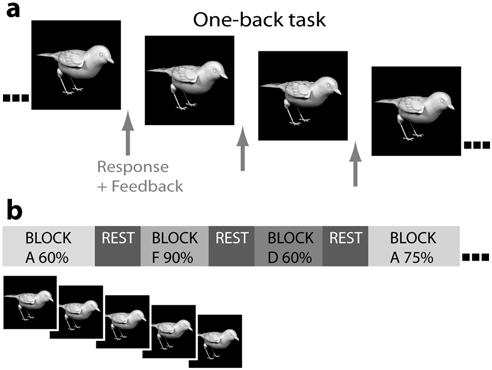 Figure 2. Training and fmri paradigms. (A) During the training sessions participants were presented with a series of bird exemplars.