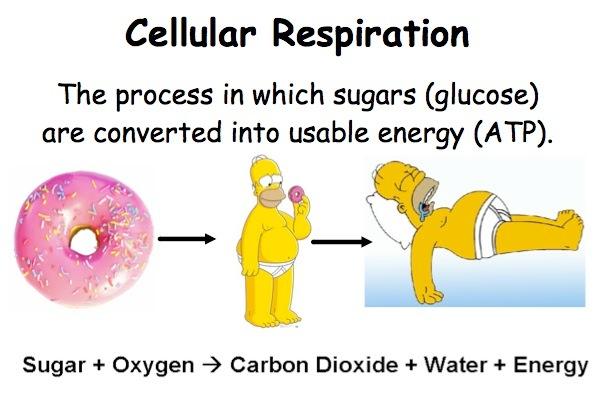 Cellular Respiration Overview Cellular