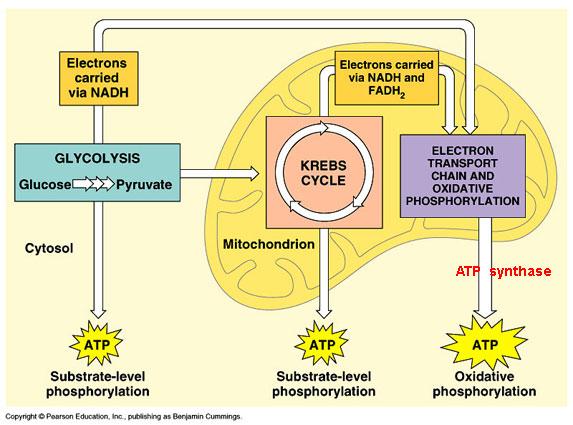 Three Main Stages Each stage captures chemical energy and uses it to produce ATP.
