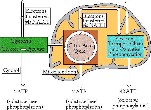 4. Electron Transport hain (ET) The H+ then move via diffusion through Synthase to make. All NADH and FADH 2 converted to during this stage of cellular respiration. Each NADH converts to 3.
