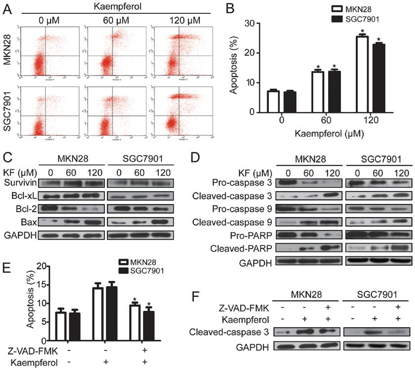 870 Figure 2. Kaempferol induces gastric cancer cell apoptosis. (A) MKN28 and SGC7901 cells incubated with 60 or 120 µm kaempferol for 48 h were analyzed for apoptosis.