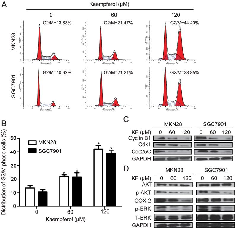 song et al: Kaempferol inhibits gastric cancer tumor growth 871 Figure 3. Kaempferol induces cell cycle arrest and inhibits tumor cell survival signaling in gastric cancer cells.