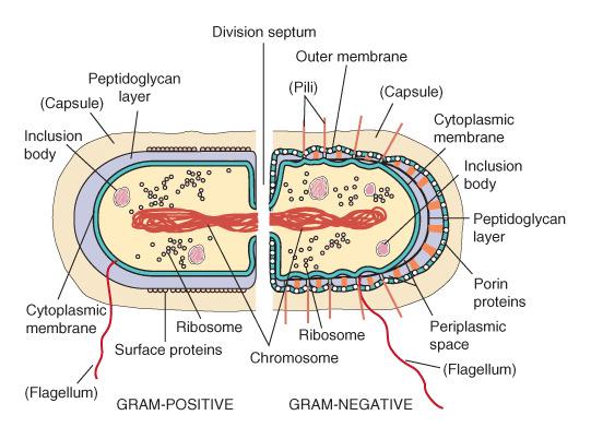 Gram-positive and